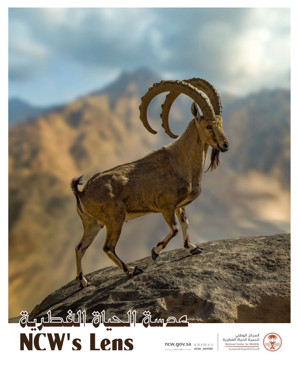 المركز الوطني لتنمية الحياة الفطرية tweet media