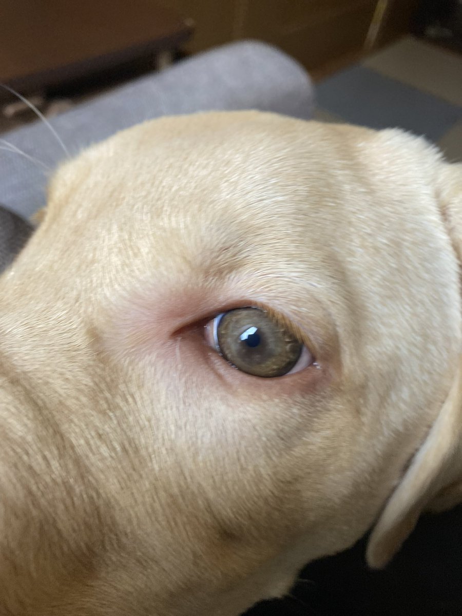 peach88a's tweet image. うちに迎えて2ヶ月目のブルー。
「あれ？なんかうちの子だけ他のラブに比べて色が薄くない？」
と疑問に思ったのがこの頃。

獣医さんにラブラドールのダドリー種だと教えてもらうまで 成犬になれば目のふちも唇も黒くなるのかなぁと思ってた。

#LabradorRetriever 
#Dudley