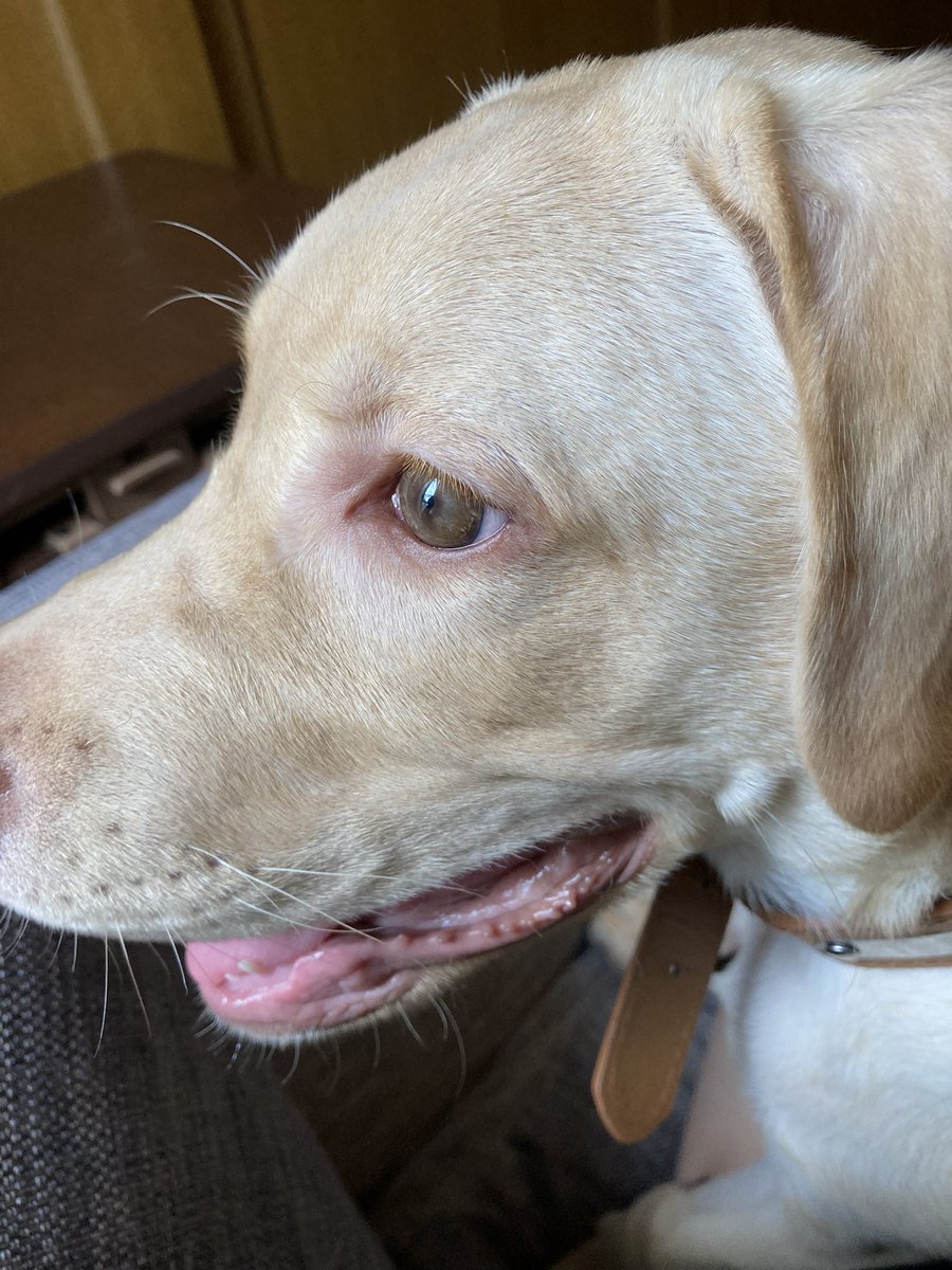 peach88a's tweet image. うちに迎えて2ヶ月目のブルー。
「あれ？なんかうちの子だけ他のラブに比べて色が薄くない？」
と疑問に思ったのがこの頃。

獣医さんにラブラドールのダドリー種だと教えてもらうまで 成犬になれば目のふちも唇も黒くなるのかなぁと思ってた。

#LabradorRetriever 
#Dudley