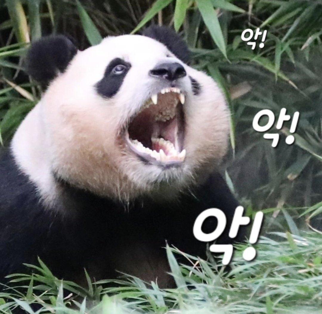 꾹바오 tweet media