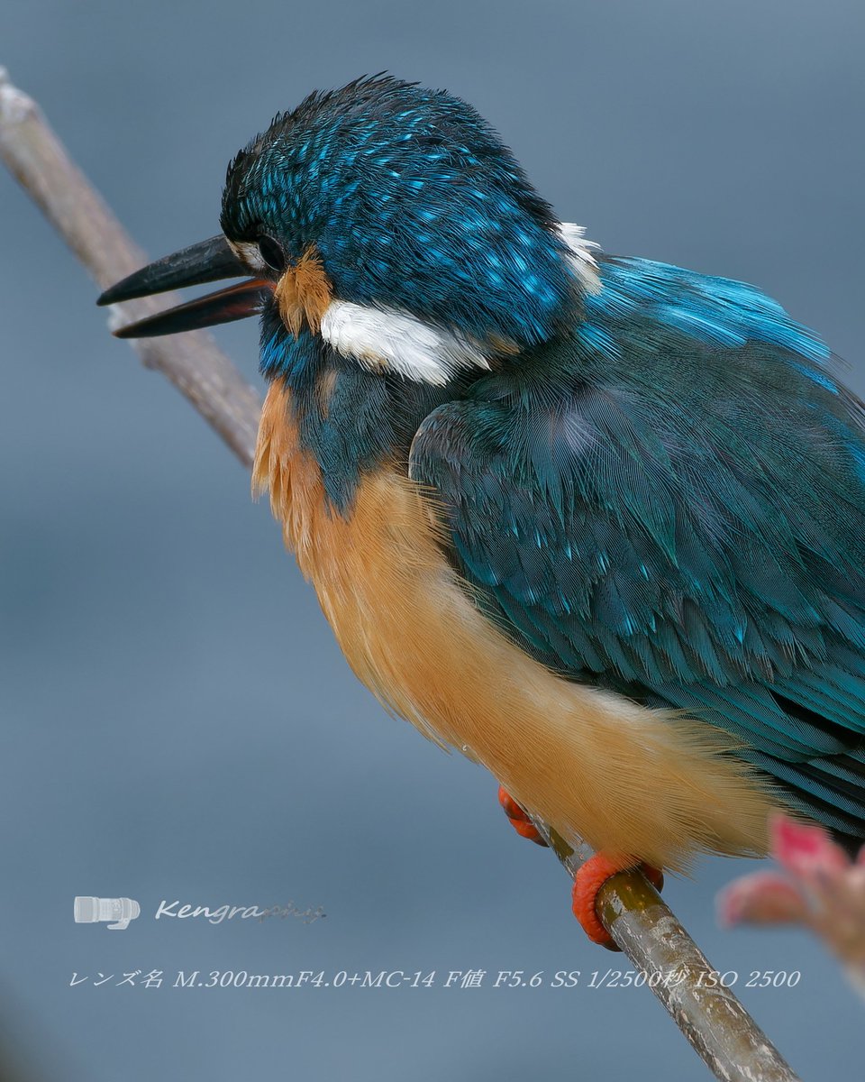 OJu_Ju's tweet image. キミはかわいいね・・（＾ω＾）
#マイクロフォーサーズで切り撮る世界 | #OLYMPUS