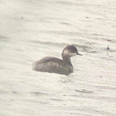 EDBirding's tweet photo. I've been a bit sporadic with posts so far this year so I thought I'd cover the best of the rest in one post. My highlights (all in the SE) have included Red-flanked Bluetail, Lesser Scaup, Tundra Bean Goose, Ruddy Duck, Smew, BN Grebe &amp; SE Owl plus local Ring Ouzel &amp; Redstart. https://t.co/D91ljOTapS