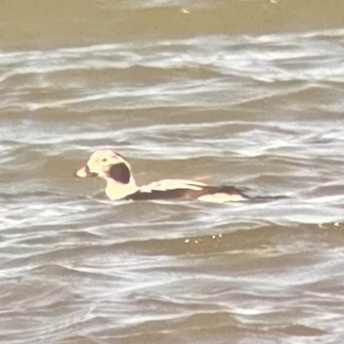 EDBirding's tweet photo. I've been a bit sporadic with posts so far this year so I thought I'd cover the best of the rest in one post. My highlights (all in the SE) have included Red-flanked Bluetail, Lesser Scaup, Tundra Bean Goose, Ruddy Duck, Smew, BN Grebe &amp; SE Owl plus local Ring Ouzel &amp; Redstart. https://t.co/D91ljOTapS