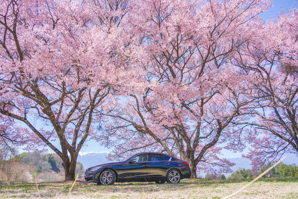 GdddXtx's tweet photo. -桜花繚乱-

#長野県 #高遠 #高遠城址公園 #伊那市 #スカイライン #V37 #skyline #日産 #nissan #車好きな人と繋がりたい #愛車撮影 #ファインダー越しの私の世界 #愛車 #車好き https://t.co/aYSSwoYdie