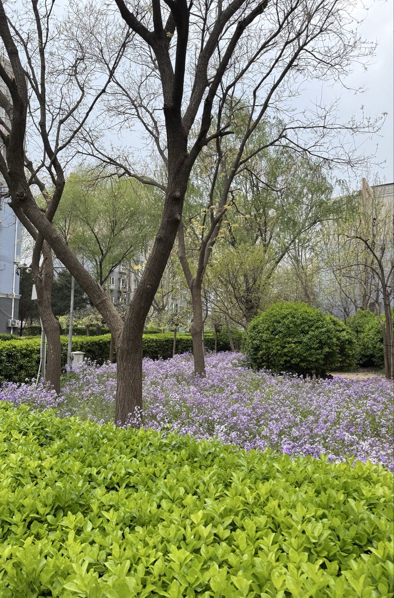 youfengjp's tweet photo. 父の検査などもあり、親孝行の旅からただいま🛬
今日の北京は「柳絮」が舞い、春ならではの景色がとても懐かしく、そして新鮮に感じられました☘️
明日からはまた仕事モードに切り替えなくちゃ👍 https://t.co/o4fI45a59m