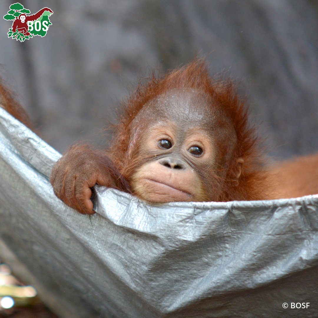 Borneo Orangutan Survival USA tweet media