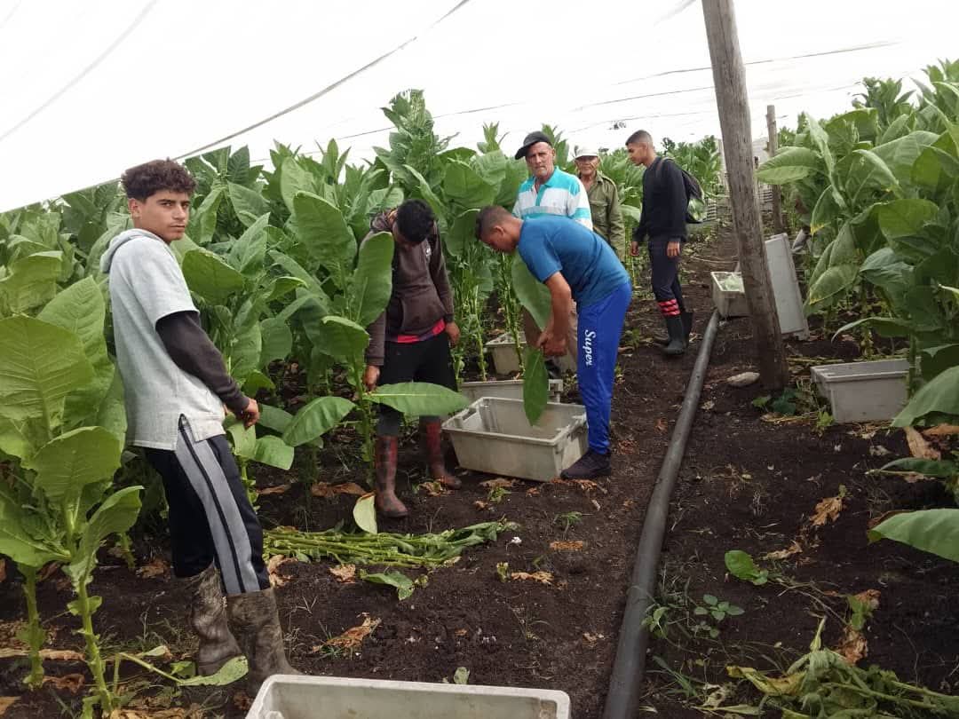 Continúa nuestra institución educativa con  implementación de la estrategia docente productiva. #CubaMined  #EducaciónVillaClara 
#VillaClaraConTodos