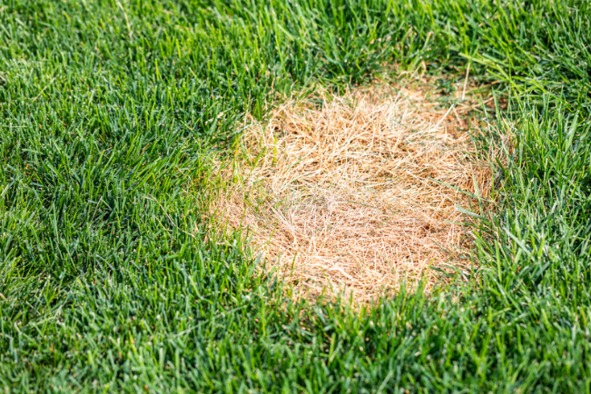 CustomTurfServ's tweet photo. What lawn problem have you tried fixing yourself but it keeps coming back every spring? 🤔

Weeds, brown spots, thinning areas, lack of lushness, or something not responding to DIY? 🗣️

#LawnProblems #DFW https://t.co/OcQOLb14RJ