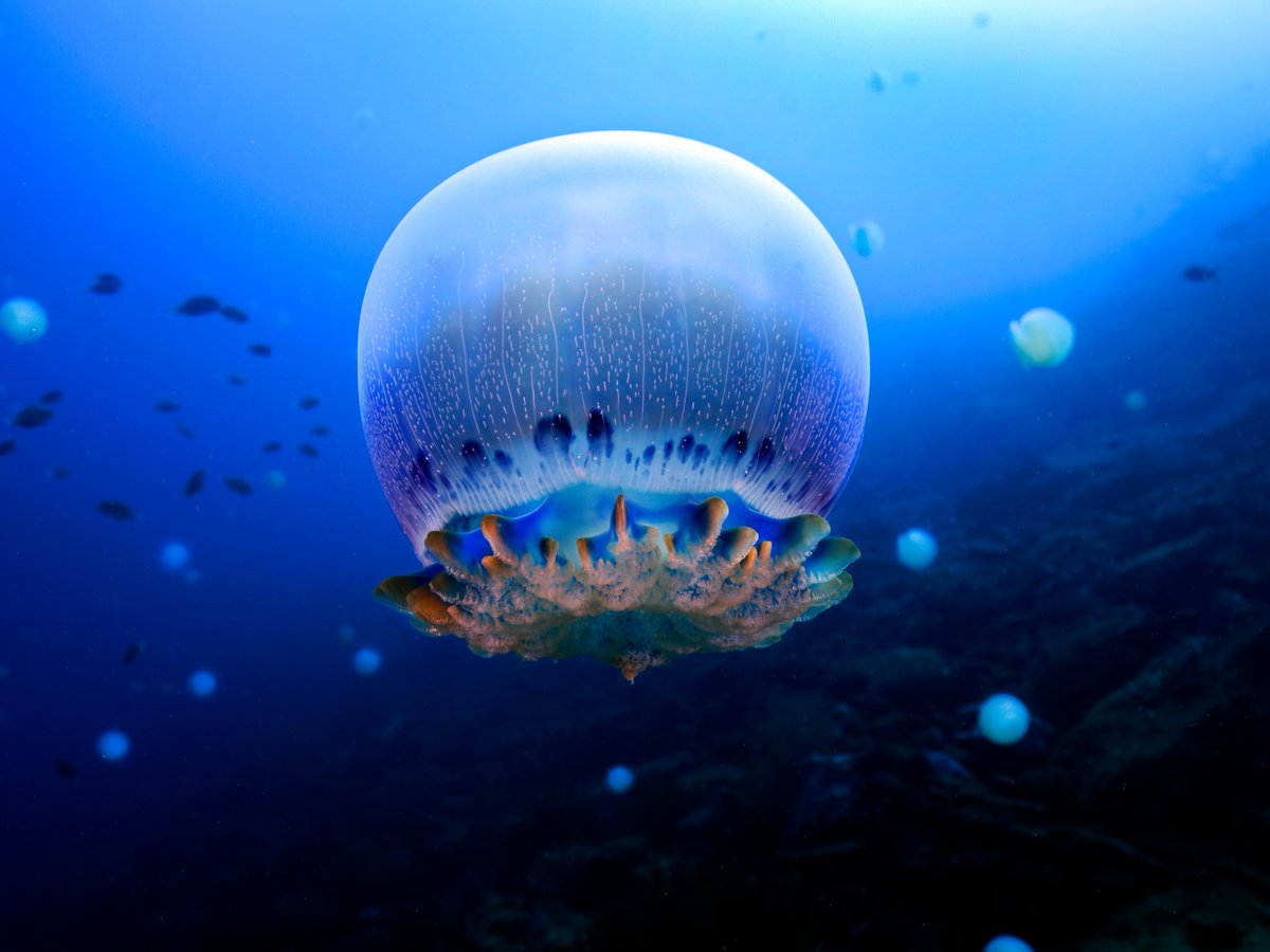 AnimalPlanet's tweet image. Cannonball - but make it jelly 🪼💦

#DidYouKnow the cannonball jellyfish often hosts a single juvenile portly spider crab in a unique commensal relationship.

📸: Humberto Ramirez

#cannonballjelly #Stomolophusmeleagris #oceanlife