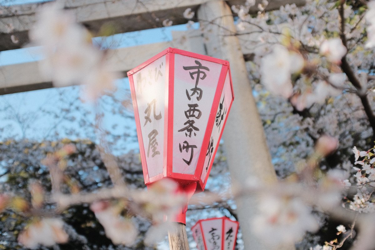 富士フィルムで撮る📸
沼津の春景色(●´ω｀●)✨

爽やかな青空の下、
透き通る海と新鮮なまだい、
ソメイヨシノが咲く日枝神社⛩️

#カメラ好きな人と繋がりたい 
#カメラマンさんと繋がりたい