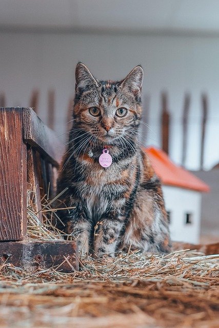 Tyler Olson tweet media