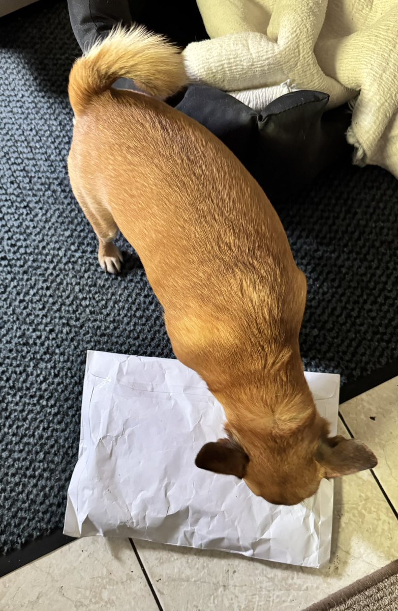 Big M 🦮🐾🦮🐾  tweet media