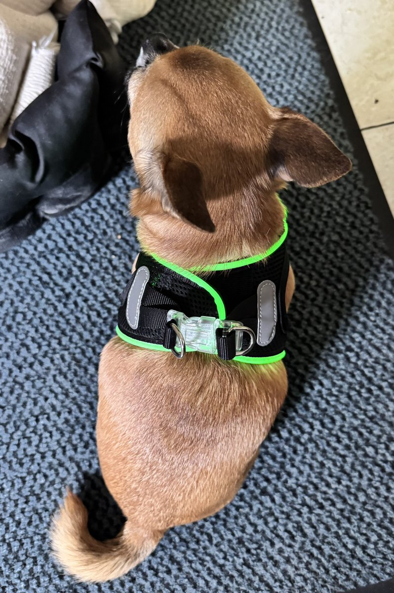 Big M 🦮🐾🦮🐾  tweet media