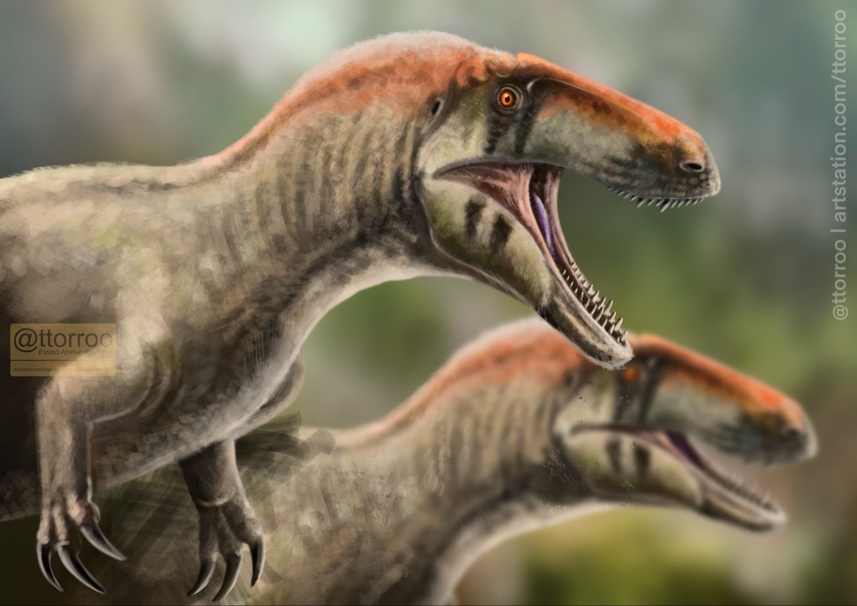 Torosaurus tweet media