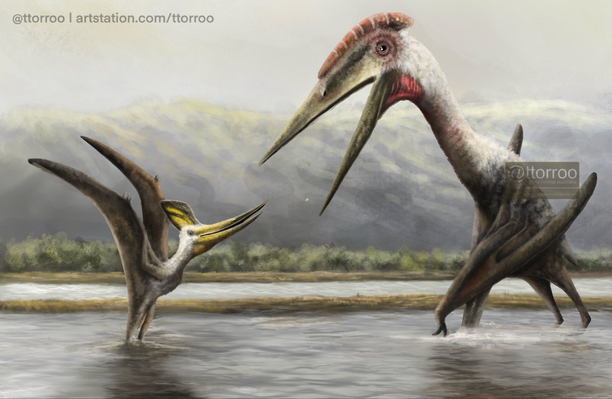 Torosaurus tweet media