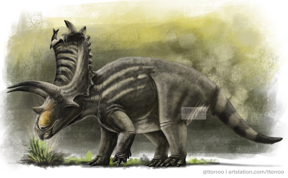 Torosaurus tweet media