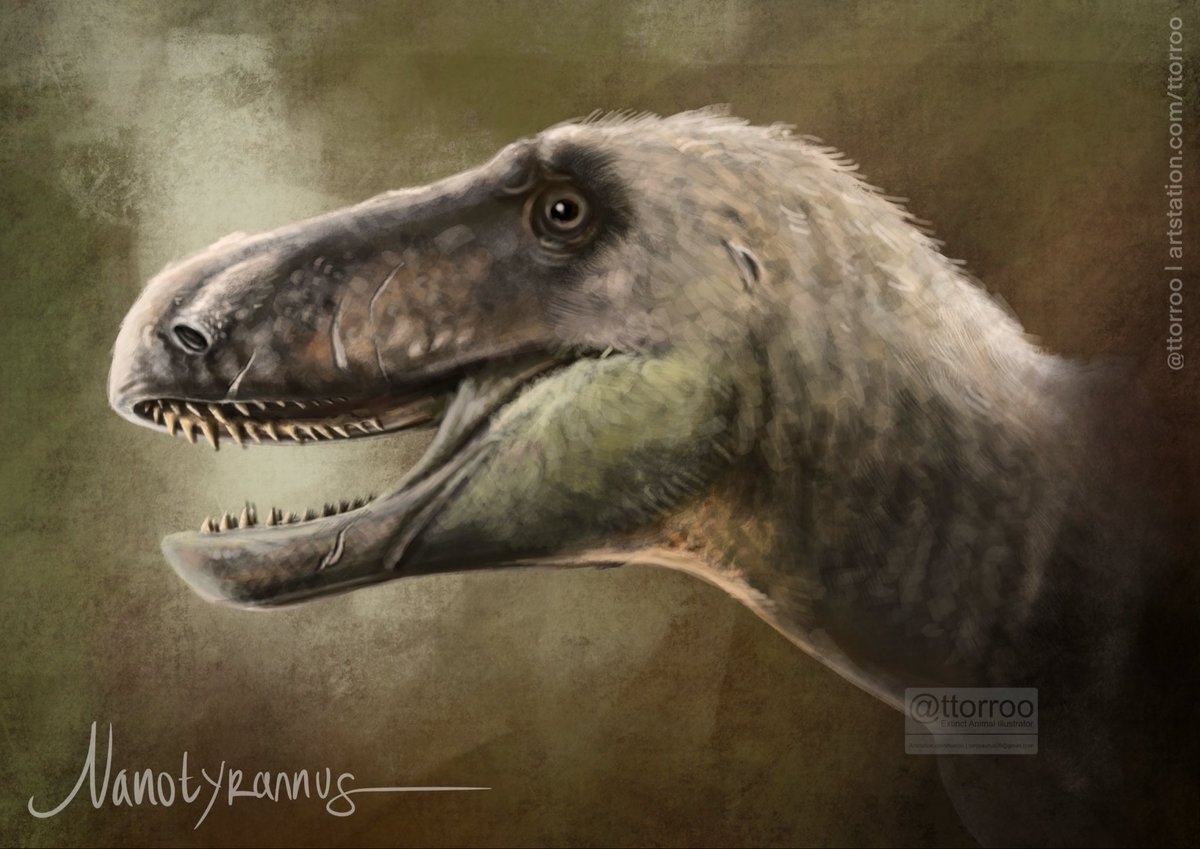 Torosaurus tweet media