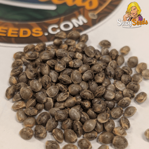 From these carefully selected seeds to results like this. We check every batch so the germination is reliable and the genetics stay strong. That’s the difference. suzyseeds.com/suzyseeds-afic…