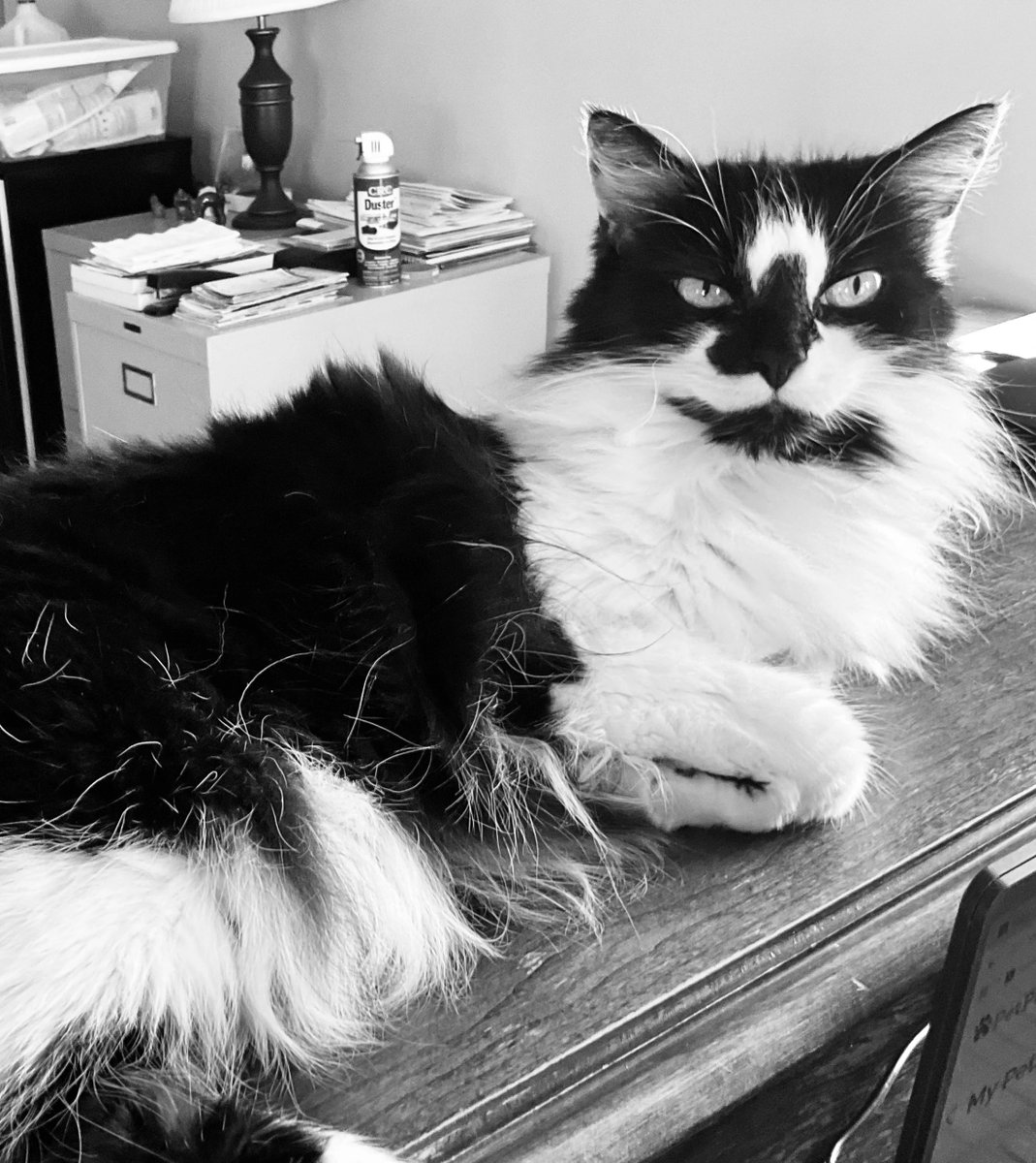 DorotheaCatMiddVT🐈 tweet media