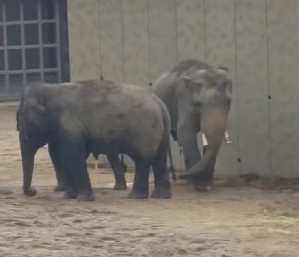 Dilla | Human Art tweet media