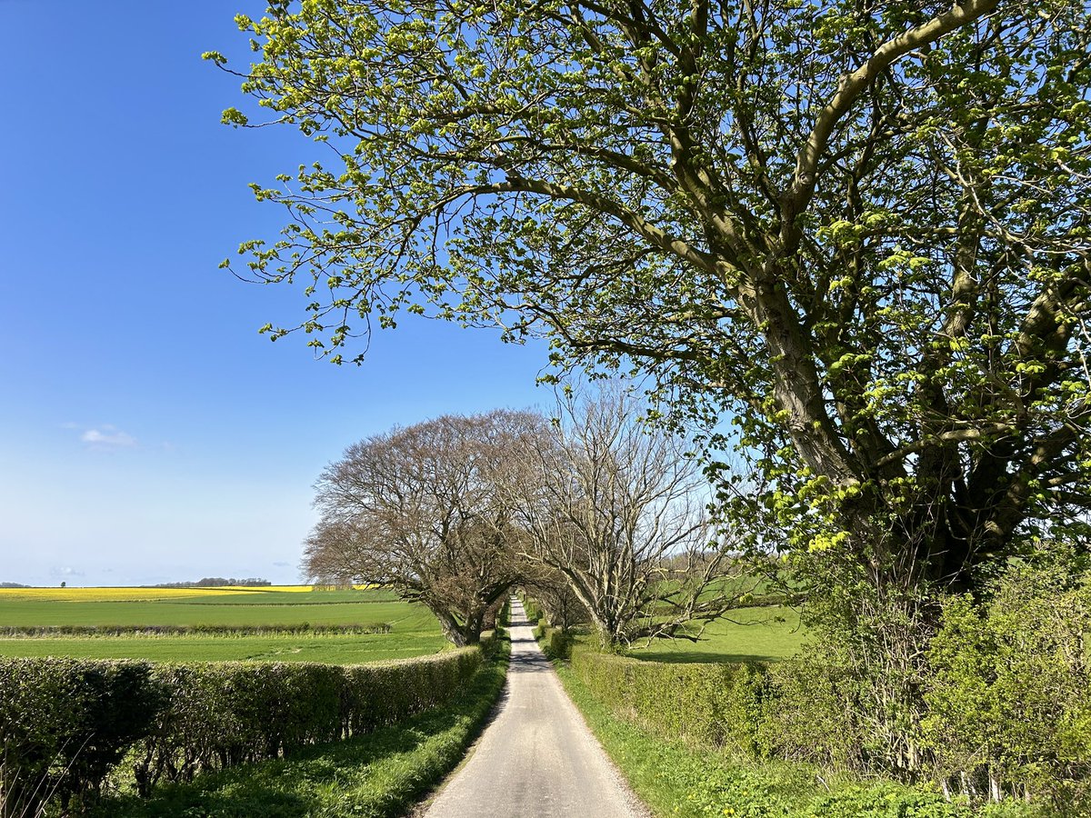 Narrow Lanes. 10°C and on the bicycle. Robins.