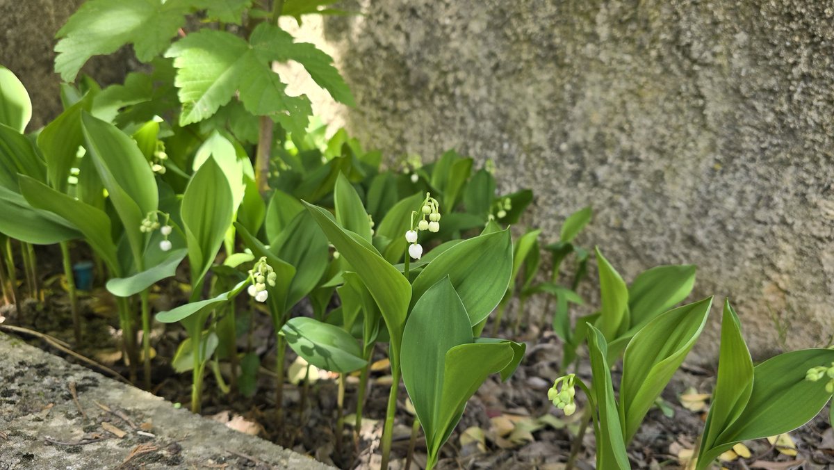 Amante Lilli 🔞 106K tweet media