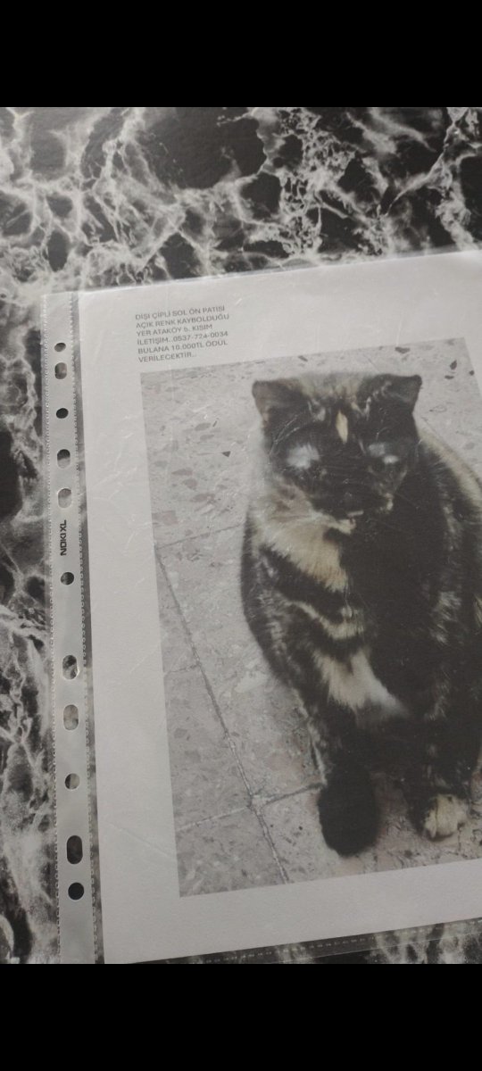 Sema Özçelik tweet media