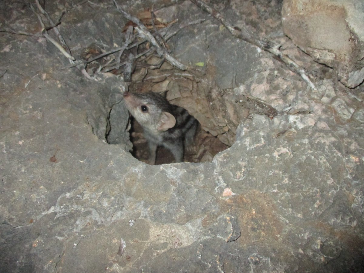 MBPartnership's tweet photo. An insight into the unique wildlife of Lavavolo Field Station (LAFS)!
Over the years, LAFS has welcomed researchers, providing a vital base for learning and scientific discovery. Ongoing research conducted here continues to contribute meaningfully to wildlife conservation efforts https://t.co/AxSWSrDGJD