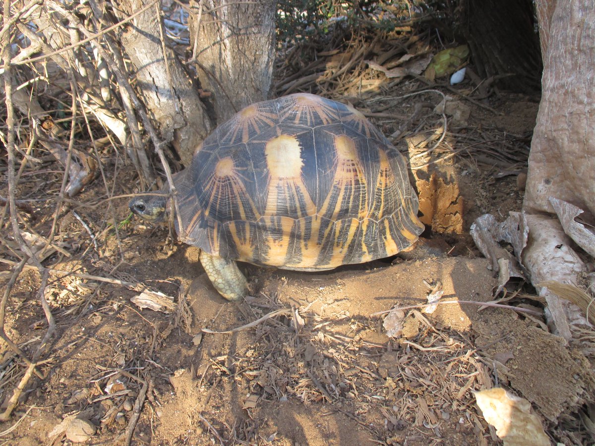 MBPartnership's tweet photo. An insight into the unique wildlife of Lavavolo Field Station (LAFS)!
Over the years, LAFS has welcomed researchers, providing a vital base for learning and scientific discovery. Ongoing research conducted here continues to contribute meaningfully to wildlife conservation efforts https://t.co/AxSWSrDGJD