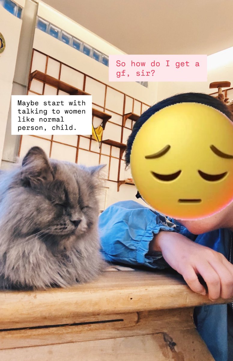 I visited cat cafe. This is the oldest cat there. He said I will be alone forever.