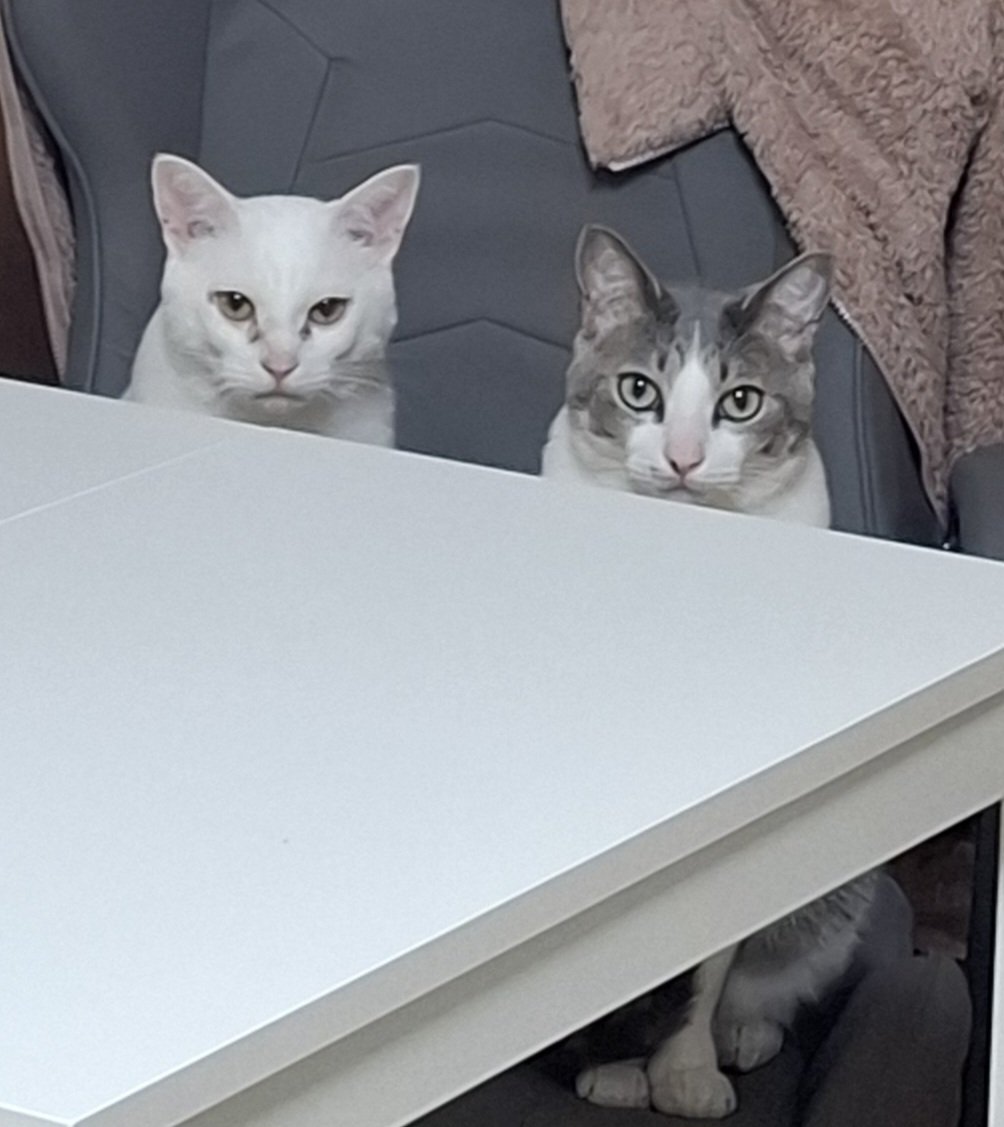 佐々木琴子 tweet media