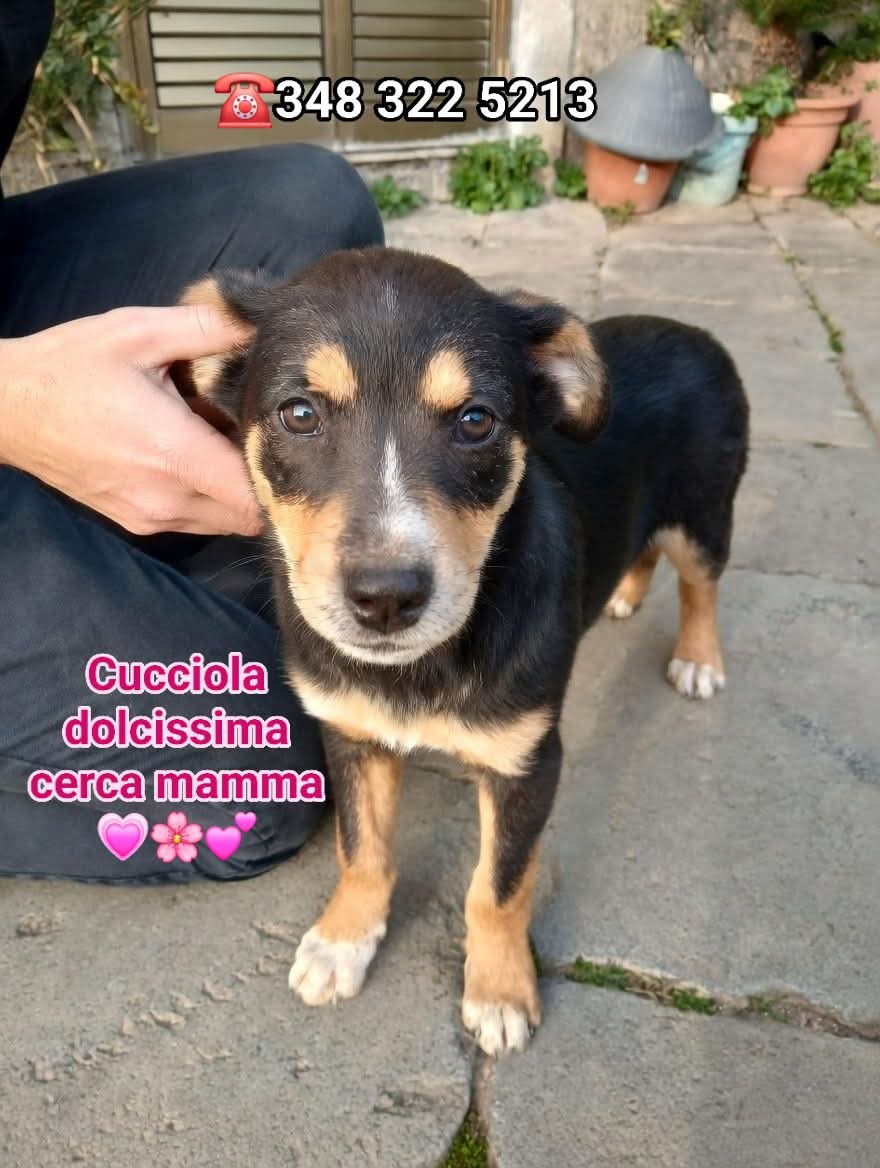 Nina ha solo 4 mesi e sta crescendo sola in un canile di Caserta. 😢
Cemento freddo, solitudine e tanta paura. 💔
Vaccinata, chippata, taglia media.
Un batuffolo pronto a esplodere d’amore.
Cambia il suo destino ORA.
📲 WhatsApp: 348 322 5213 
#AdottaNina #SalvaUnaVita #ore14