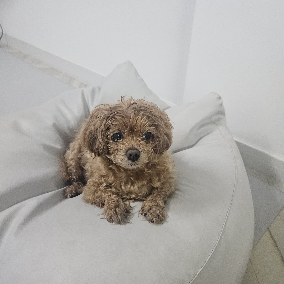 집 강아지인데
왜 밖에서 추위에 떨고있는 개
주워온것 같지