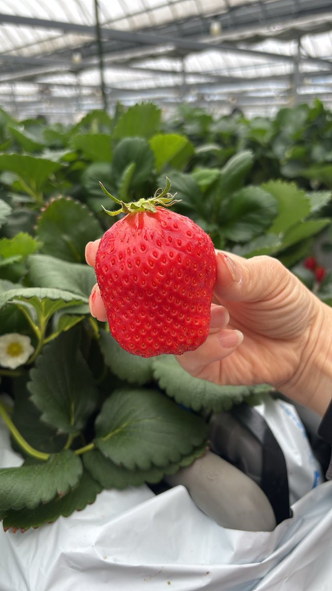 AnyKazumin's tweet photo. いちご狩り行って来た〜
大きな大きなイチゴ🍓
いちごは飲み物？ってくらい、甘くて口の中で溶けちゃう〜完熟いちごレベチのお味でした〜🥰
#ささはら菜園　#いちご狩り https://t.co/UkmeKPNqZ5