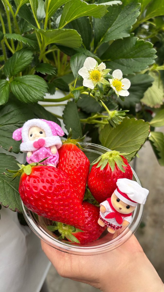 AnyKazumin's tweet photo. いちご狩り行って来た〜
大きな大きなイチゴ🍓
いちごは飲み物？ってくらい、甘くて口の中で溶けちゃう〜完熟いちごレベチのお味でした〜🥰
#ささはら菜園　#いちご狩り https://t.co/UkmeKPNqZ5