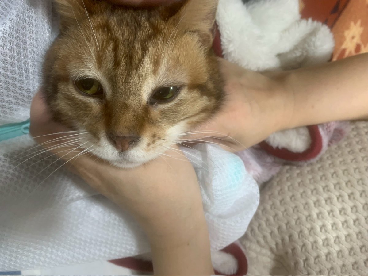 なみねこの会 tweet media