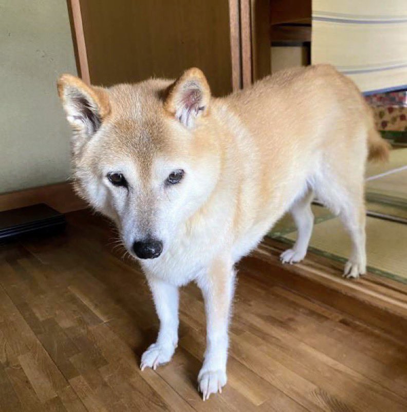 ヤスヒロ tweet media