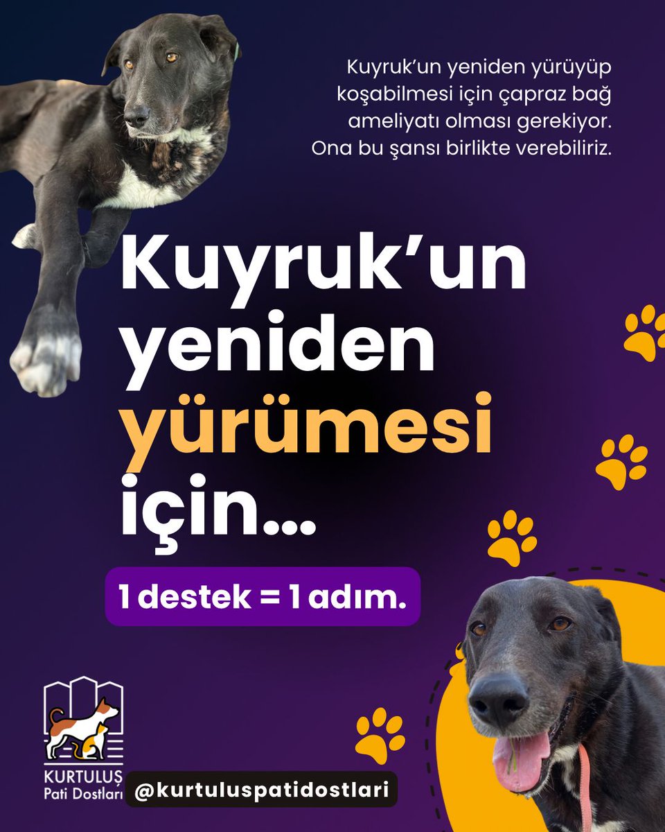 Mahallemizin korumaya alınan "minik kuşu" Kuyruk'u ameliyat ettireceğiz arkadaşlar, üç-beş demeden destek olmak isteyen olursa, bana dm'den yazar diye umuyorum🙏 Şimdiden teşekkürler.