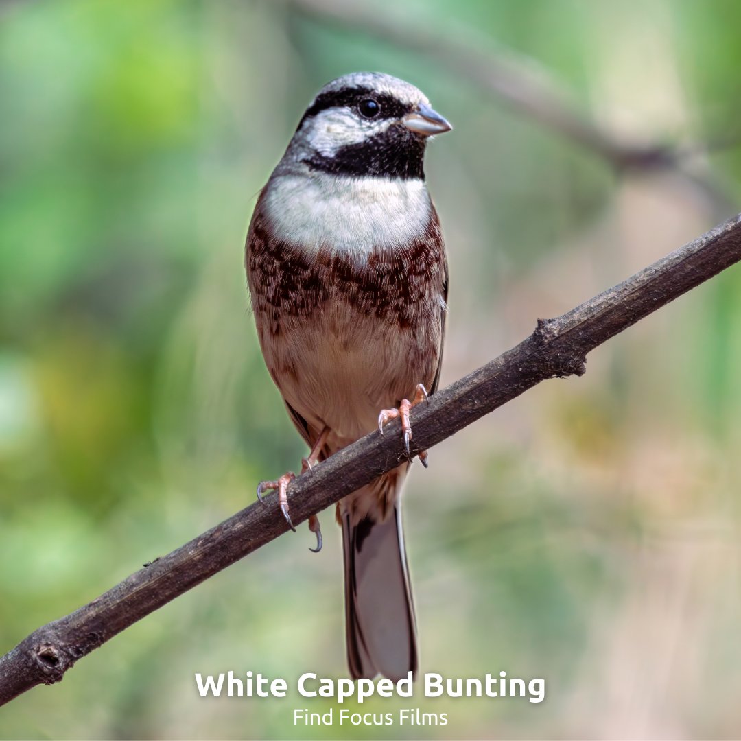 Syed Hasnain Raza tweet media