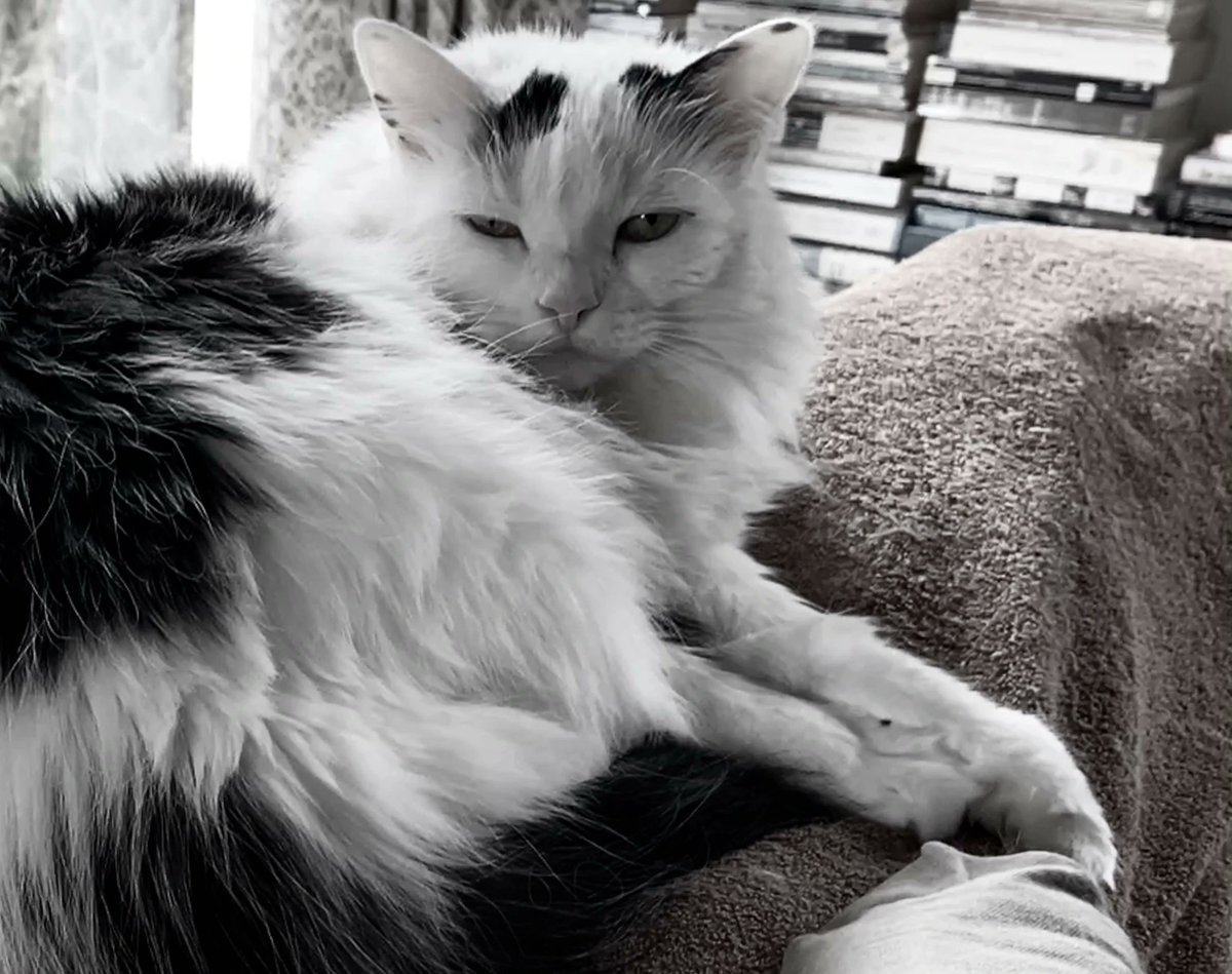 DorotheaCatMiddVT🐈 tweet media