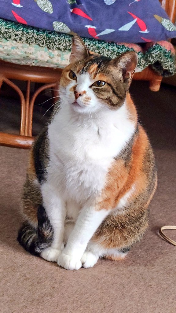 nyacorp@ニャコーポ箱のオジサンがいく。ネクストミライ tweet media