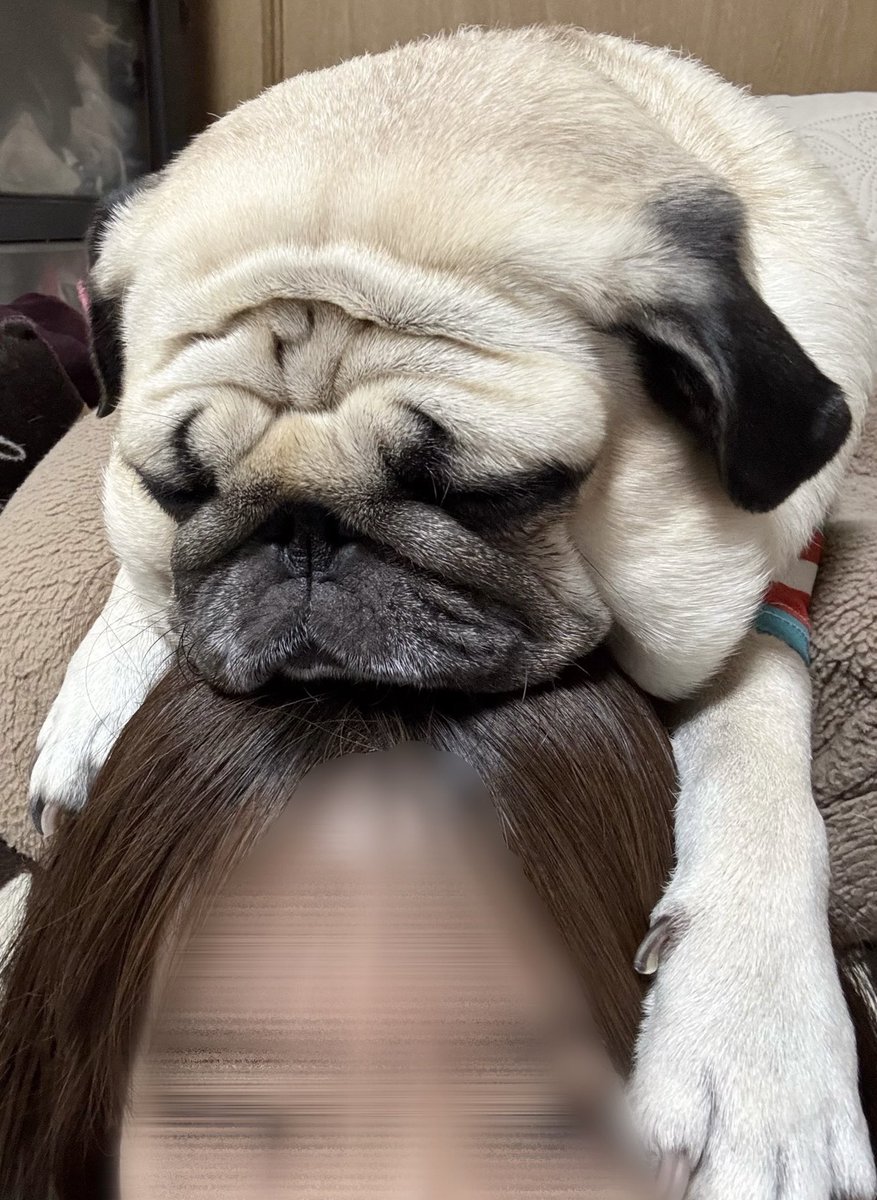 《チョキ》キリまゆパグの漫画 tweet media