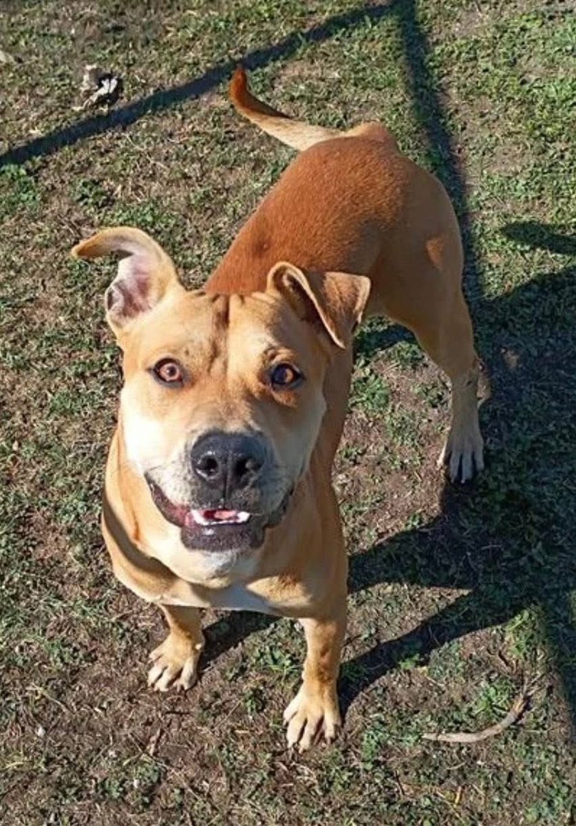 LisaBrabson's tweet image. We thought BUD #A385683 4yo had been Killed!
Shelter had just shut him away,after 4 mnths,he starting to suffer from ,'Kennel Stress😩 ',shutting down
WILMAS RESCUE wants to save him,but they need funds to get Kennel &amp;amp; Igloo to 🏠him
Plz #Donate via replies  &amp;amp; save sweet BUD #TX