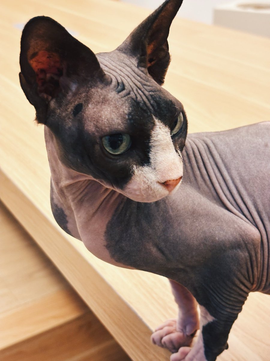 Saw a sphinx for the first time in my life.