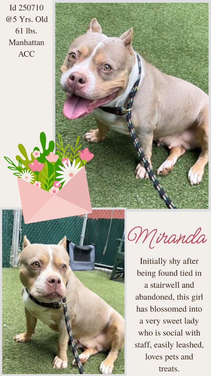 Moishe's Mom tweet media