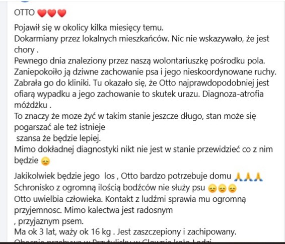 Robwalka Wolf tweet media