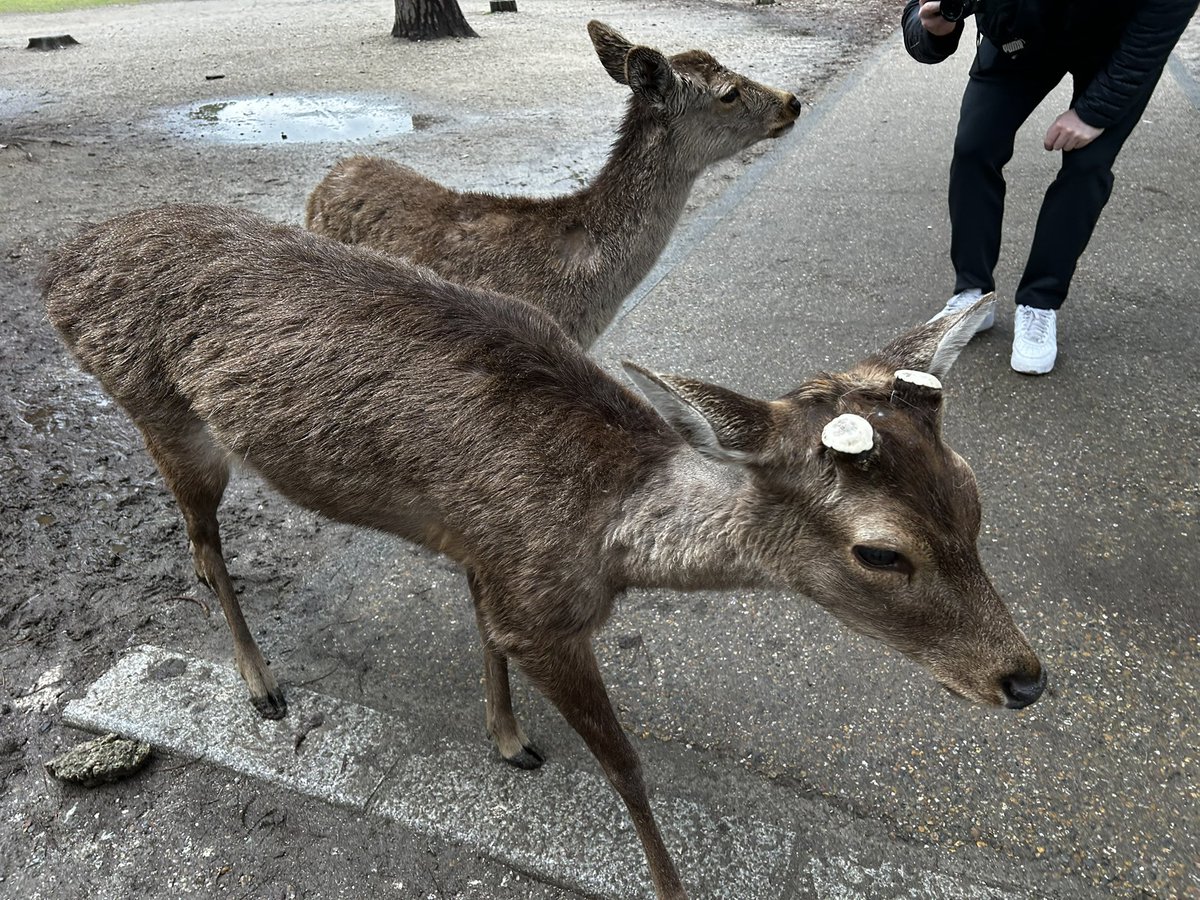 fugetu080's tweet photo. 今日は伊丹空港から京都へ行きその後奈良に行って鹿と戯れるという濃厚な一日を過ごしたな🤣 https://t.co/Ss5WnNSRPf
