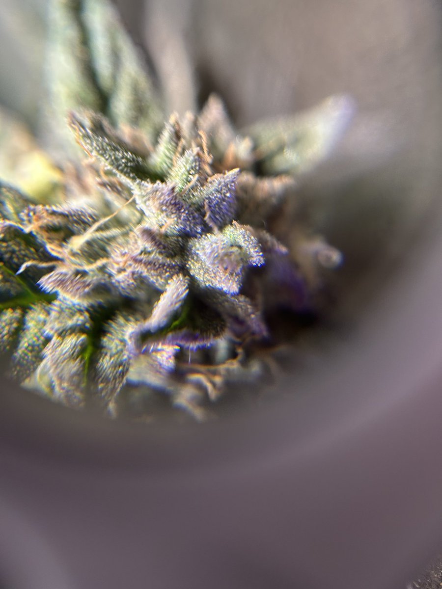 <a href="/LoupeyGardener/">Loupey Gardener</a> I grow small as well. These are my 2 Purple Skunk clones and my trained Chicken n’ Waffles. About 12 days away from harvest. I’m very happy I can grow even if they aren’t the biggest. It saves me money and my Wife has good homegrown weed.