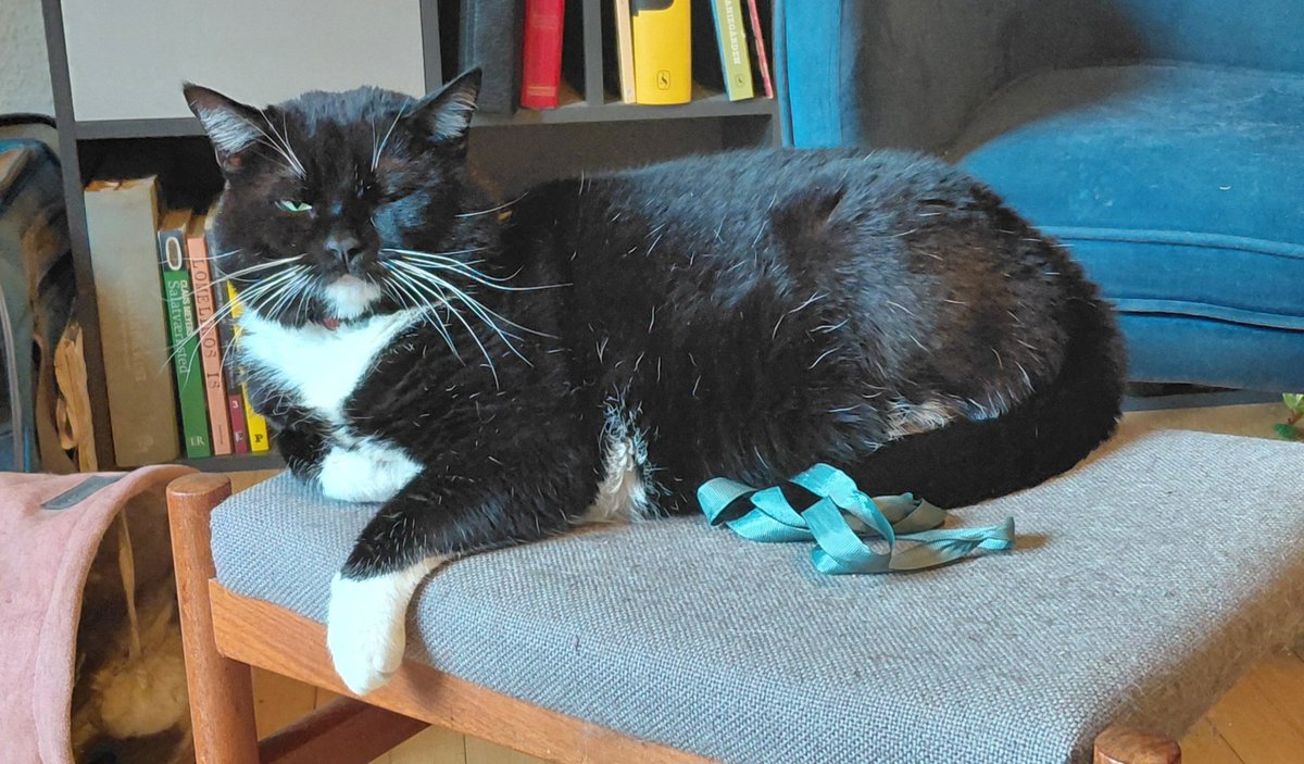 Fyodor Meowskovitsch tweet media