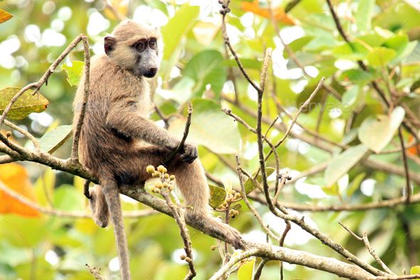 Dolphintoursug's tweet photo. What do you know about Bigodi wetland sanctuary?
https://t.co/BRkPfRUFdB
#ugandasafari #ugandatours https://t.co/e6GSaIToxJ